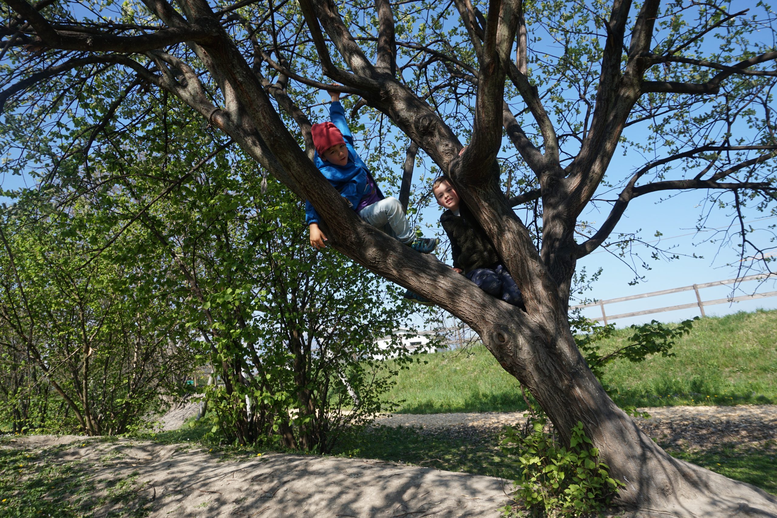 Kinder auf einem Baum